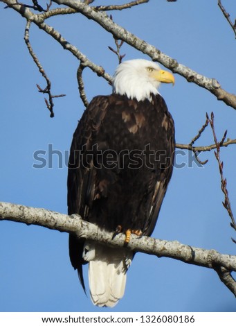 Bald Eagle guards her nest