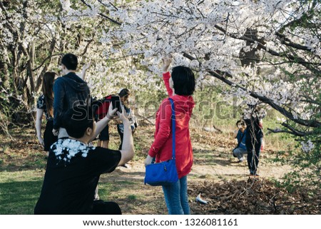People taking pictures with cherry blossoms in park