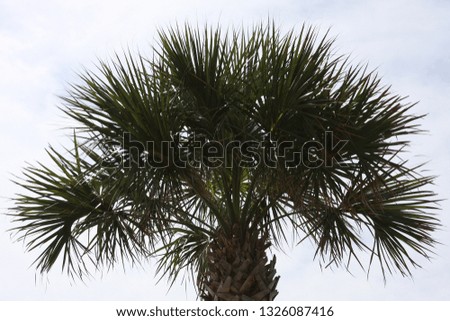 Wild Florida Palm Tree