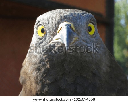 Bird's head Falcon. View birds in profile.