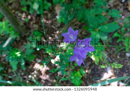 Campanula or Bellflowers, lilac, in the forest on a warm, spring day, wallpaper