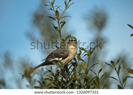 Northern Mockingbird perched in a Holly bush