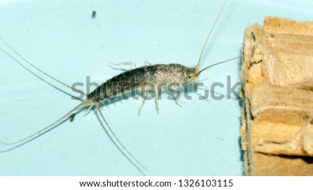 Closeup of a gray silverfish, or long tailed silverfish (Ctenolepisma longicaudata), in front of a piece of brown cardboard. Light blue background.