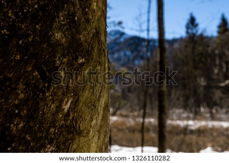 beautiful winter landscape with a tree in the foreground