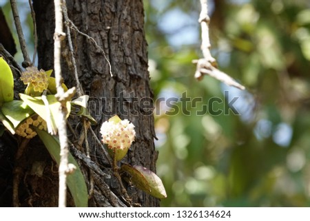 Hoya carnosa or porcelainflower, wax plant