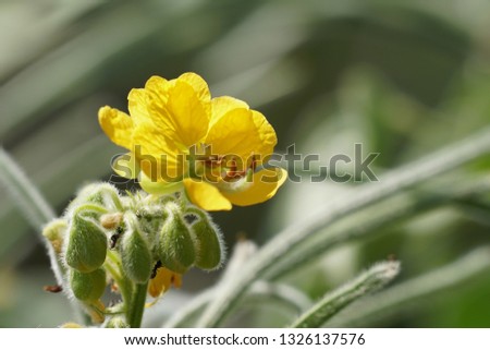 Senna occidentalis or septicweed, coffee senna, coffeeweed