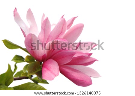 A spring magnolia flower on white