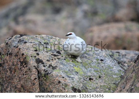 The rock ptarmigan is a medium-sized gamebird in the grouse family. It is known simply as the ptarmigan in the UK and in Canada