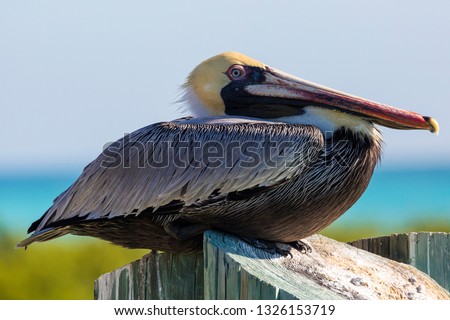 A wild brown pelican in Dry Tortugas National Park near Fort Jefferson (Florida). Royalty-Free Stock Photo #1326153719