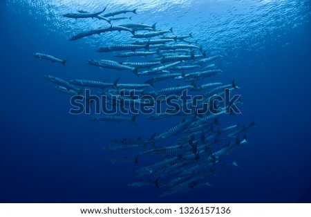 School of chevron barracudas