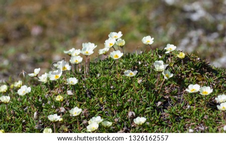 Summer in Svalbard, grass, polar flowers are blossom with the sunshine