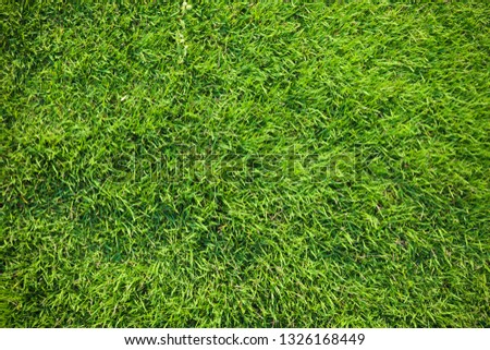 green grass nature background 