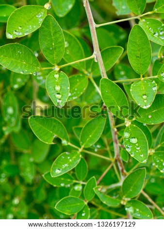 Leaves and water droplets
