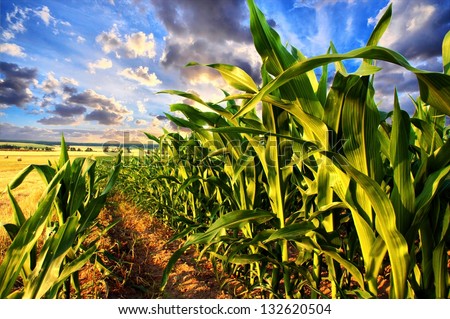 Corn field and sky with beautiful clouds / Corn field Royalty-Free Stock Photo #132620504