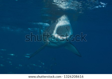 Great White shark on the attack