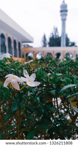 White leaves and flowers growing on the courtyard of the mosque. Located in Tambon Tunong, Dewantara, North Aceh, Aceh, Indonesia.