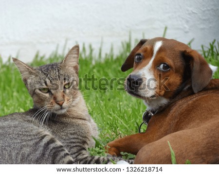 dog and cat taking care of each other