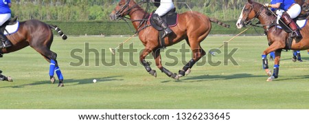 Horse polo game on the grass field.