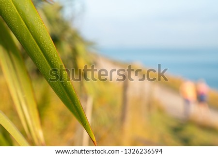 Blade of flax  with dew in morning light and view from Mount Maunganui of walking track and blue Pacific beyond with defocused person out for morning walk in background
