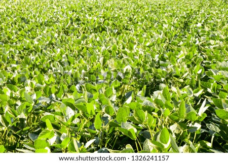 Photo Picture of a Sy Bean Plant Field 
