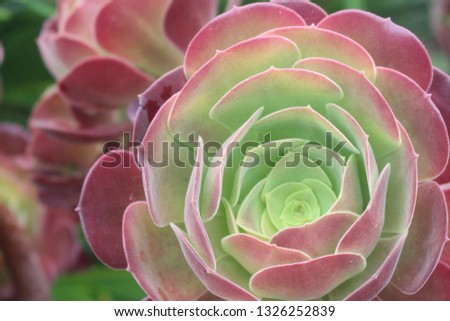 Close up of a succulent plant. Mexican rose the heart of the rose is green and the outer petals are red. Tree aeonium