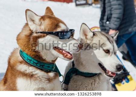 Siberian Husky dogs looks around on the mountain ski snowy slope.