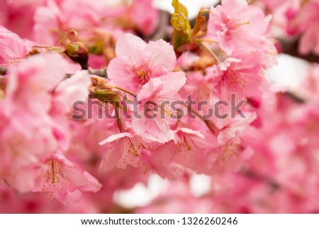 Close-up of early blooming Kawazu cherry tree