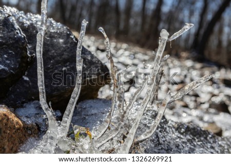 Icicles formation over a dead plant.
