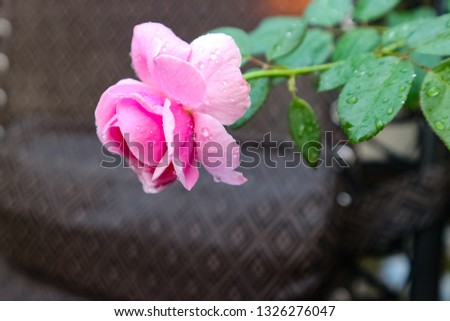 pink rose in my garden.