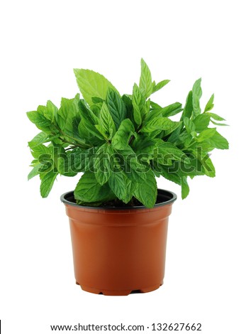 fresh mint plant in pot on a white background Royalty-Free Stock Photo #132627662