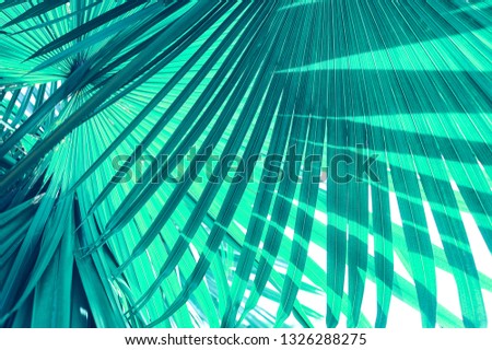 tropical palm leaf, striped of bright blue foliage, nature background, toned process