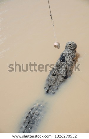 Australian saltwater crocodile swimming in the murky Adelaide River with dangling raw meat during feed in Middle Point, Northern Territory, Australia