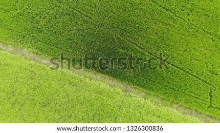 Aerial view shot from drone of the beautiful paddy fields with green young sprouts in farming organic harvest with rice line in Suphanburi, Thailand. Close up terraced rice field in the countryside
