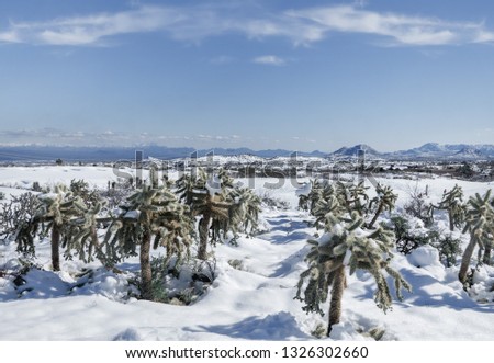 Desert snow storm scene, Joshua Tree Cactus surrounded by snow in South West, USA.