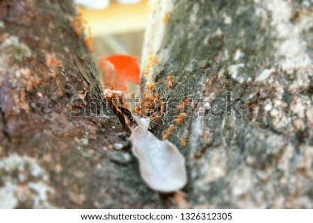 beautiful red ant colony climb in old branch tree 