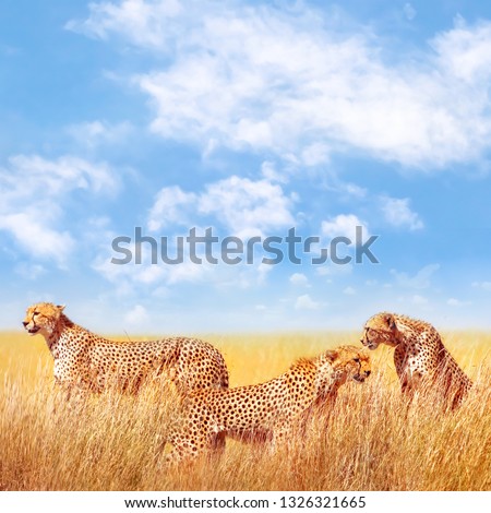 Group of cheetahs in the African savannah. Africa, Tanzania, Serengeti National Park. Square image. Copy space. 