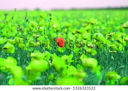 Bright retro macro photo of a beautiful poppy field with unusual shades of color