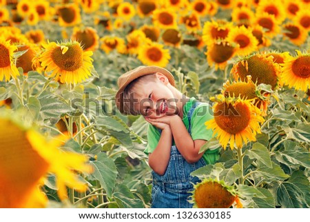 Boy on a walk in the field with sunflowers