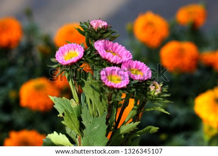 Daisy Flower on Isolated Background