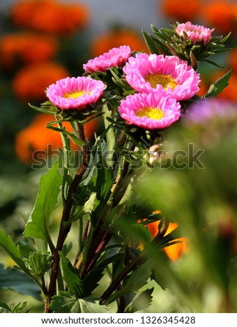 Daisy Flower on Isolated Background
