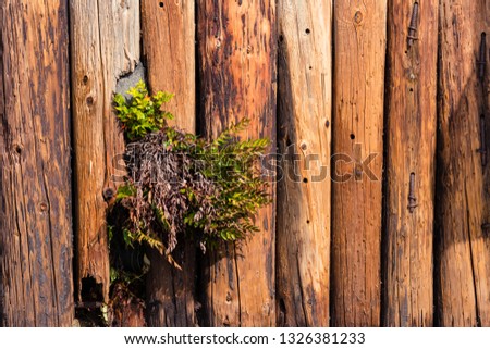 Green plant growing through a weathered timber log wall on a beach. Textured natural wallpaper.