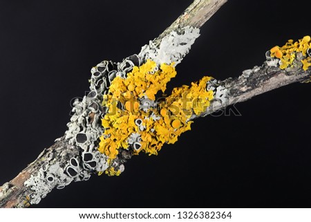 Common orange shore lichen, Xanthoria parietina, and hoary rosette lichen, Physcia aipolia
