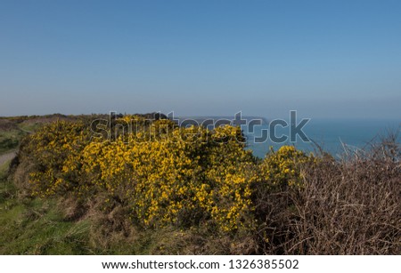 Winter Flowering Wild Common Gorse (Ulex europaeus) on a Cliff Top Moor on the South West Coast Path between Portreath and Hayle on the Atlantic Coast in Rural Cornwall, England, UK