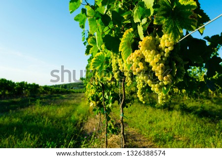 ripe white wine grapes at vineyard