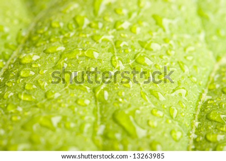 Green leaf with water droplets macro - shallow depth of field