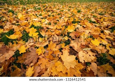 Autumn yellow maple leaves on green grass