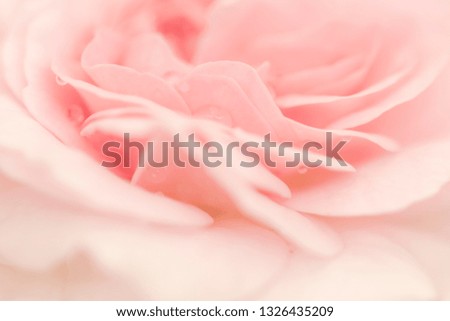 natural Beauty pink rose inside out for romantic love concept