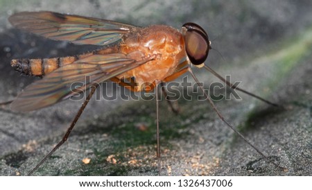 Macro Photography of Orange Robber Fly on Leaf 