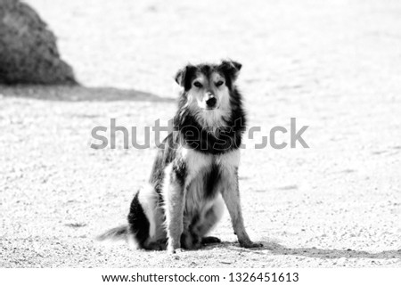 Stray dogs on the beaches in Goa and Kerala. Shaggy motley animal. The dog faithfully looks at potential breadwinner and owner Royalty-Free Stock Photo #1326451613