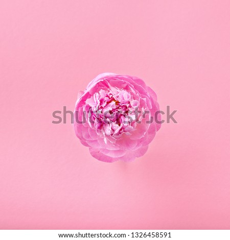Pion isolated on colored  background. Pink gentle soft peony flower. Stylish flowers for St. Valentine's Day and March 8. 